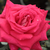Ružová - Čajohybrid - Agkon